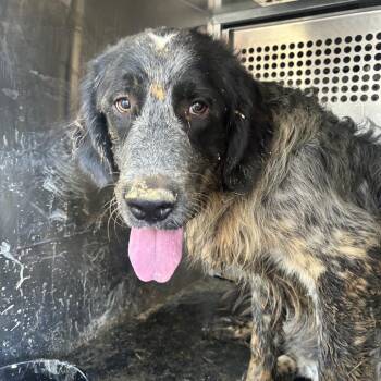 Smokey -  Great Pyrenees and Mixed Breed Dog for Adoption in Birmingham, Alabama - Smokey | PetCurious
