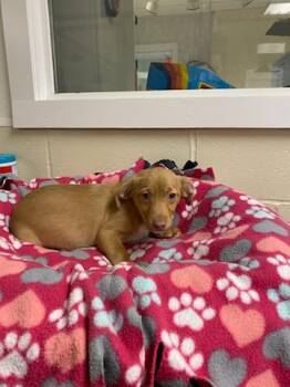 Rescue Chiweenie Dogs for Adoption - Gizmo | PetCurious