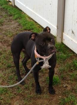 Armani -  Mixed Breed Dog for Adoption in Fallston, Maryland - Armani | PetCurious