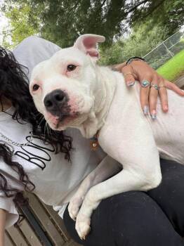 Snow -  American Staffordshire Terrier Dog for Adoption in Front Royal, Virginia - Snow | PetCurious