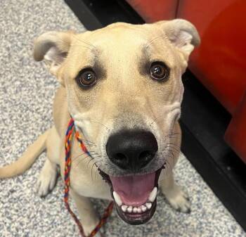 Leroy -  Labrador Retriever Dog for Adoption in Golden, Colorado - Leroy | PetCurious