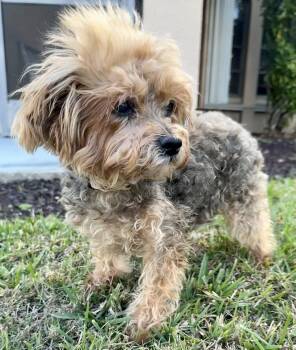 Yorkshire Terrier Dogs Available for Adoption - Cecille | PetCurious