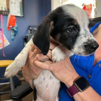Hazelnut -  Beagle Dog for Adoption in Wantagh, New York - Hazelnut | PetCurious