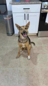 Rescue Shepherd Dogs for Adoption in Center Point, Texas - Venus | PetCurious