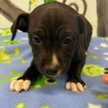 Black Mouth Cur and Mixed Breed Dogs Available for Adoption in Hattiesburg, Mississippi - Foxie | PetCurious