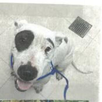 Mixed Breed Dogs Available for Adoption in West Palm Beach, Florida - Mary Jo | PetCurious