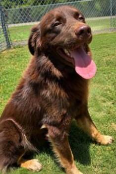 CHAIRMAN BARKLEY -  Border Collie and Mixed Breed Dog for Adoption in Texas City, Texas - CHAIRMAN BARKLEY | PetCurious