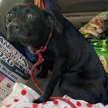 Lady Caine -  Mixed Breed Dog for Adoption in Valley, Alabama - Lady Caine | PetCurious
