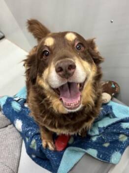 Haaland -  Australian Shepherd and Mixed Breed Dog for Adoption in Bellevue, Washington - Haaland | PetCurious