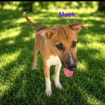 Mack -  Labrador Retriever Dog for Adoption in Rockville, Maryland - Mack | PetCurious