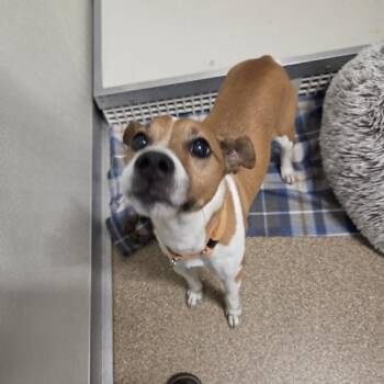 Robby (Taco) -  Mixed Breed Dog for Adoption in Ballston Spa, New York - Robby (Taco) | PetCurious