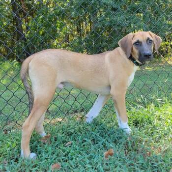 (Found) Long John -  Black Mouth Cur and Mixed Breed Dog for Adoption in Cabot, Arkansas - (Found) Long John | PetCurious