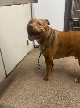 Rescue Pit Bull Terrier Dogs for Adoption in Eagle, Idaho - Whiskey **Courtesy Post. Out Of Town Pet. See Below For Details* | PetCurious