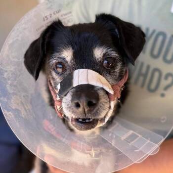 Roo -  Dachshund and Chihuahua Dog for Adoption in Ramona, California - Roo | PetCurious