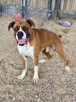 Boxer Dogs Available for Adoption in Hewitt, Texas - Chuck Norris | PetCurious