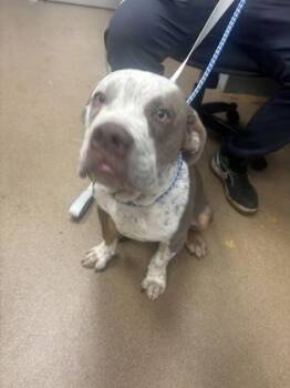 Tate -  Mixed Breed Dog for Adoption in Chamblee, Georgia - Tate | PetCurious