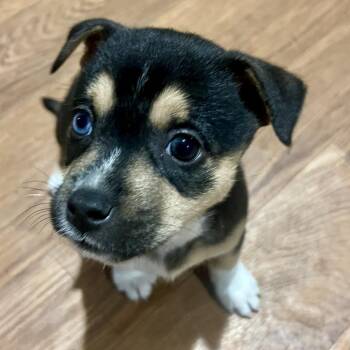 Mixed Breed Dogs Available for Adoption in Sonoma, California - Hana | PetCurious