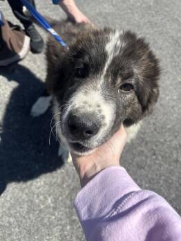 Great Pyrenees Dogs Available for Adoption in Irwin, Pennsylvania - Titan (Available 04/28/2026) | PetCurious