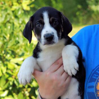 CT Blaze avail Aug 15 (Tractor Supply- Putnam, CT) -  Australian Shepherd and Mixed Breed Dog for Adoption in Stormville, New York - CT Blaze Avail Aug 15 (Tractor Supply- Putnam, CT) | PetCurious