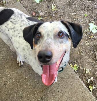 Bo -  Beagle and Australian Cattle Dog Blue Heeler Dog for Adoption in Liberty Center, Ohio - Bo | PetCurious
