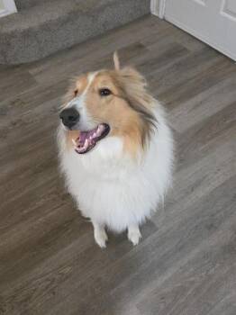 Odie -  Collie Dog for Adoption in Sugar Land, Texas - Odie | PetCurious