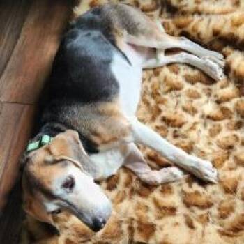 Shiloh -  Beagle Dog for Adoption - Shiloh | PetCurious