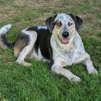 Cowtails* -  Australian Cattle Dog Blue Heeler and Labrador Retriever Dog for Adoption in Waynesville, North Carolina - Cowtails* | PetCurious