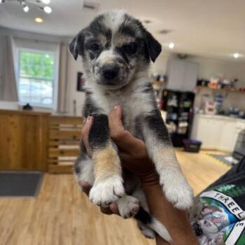 Mahi Sushi -  Husky and German Shepherd Dog Dog for Adoption in Friendswood, Texas - Mahi Sushi | PetCurious