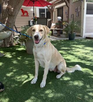 Bronson -  Labrador Retriever Dog for Adoption in Temecula, California - Bronson | PetCurious