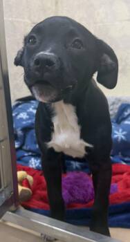 Pit Bull Terrier Dogs Available for Adoption in Elkins, West Virginia - Lillie | PetCurious