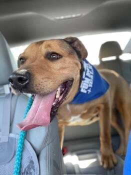Rescue American Staffordshire Terrier Dogs for Adoption in Spring, Texas - Lester | PetCurious