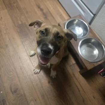 Anatolian Shepherd and Boxer Dogs Available for Adoption in Mooresville, North Carolina - Georgia | PetCurious