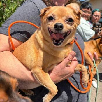 Chihuahua Dogs Available for Adoption in Ramona, California - Brown Sugar Rushton | PetCurious