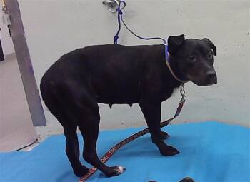 MISSY -  Labrador Retriever and Mixed Breed Dog for Adoption in Houston, Texas - MISSY | PetCurious