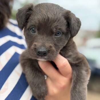 Benny the Jet -  Flat Coated Retriever and Mixed Breed Dog for Adoption in New Orleans, Louisiana - Benny The Jet | PetCurious