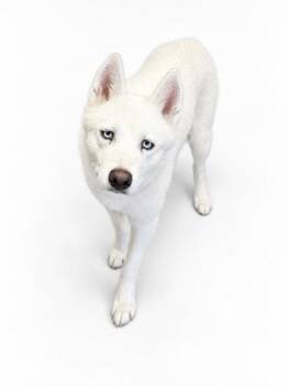 Kasper -  Siberian Husky and Mixed Breed Dog for Adoption in Bowling Green, Kentucky - Kasper | PetCurious