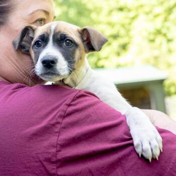 Saint Bernard and Beagle Dogs Available for Adoption in West Grove, Pennsylvania - Yahtzee  (Female)    Avail  5/23 | PetCurious