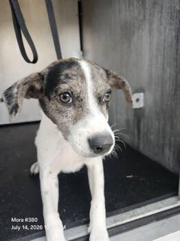 HOLAND -  American Staffordshire Terrier Dog for Adoption in San Antonio, Texas - HOLAND | PetCurious