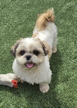 Jake -  Shih Tzu Dog for Adoption in Gardena, California - Jake | PetCurious