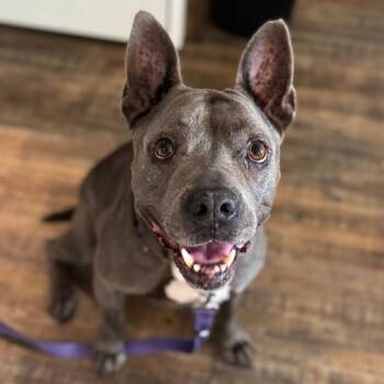 Zena -  Mixed Breed Dog for Adoption - Zena | PetCurious