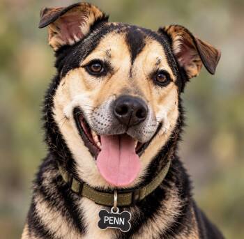Penn -  German Shepherd Dog and Labrador Retriever Dog for Adoption in Cumming, Georgia - Penn | PetCurious