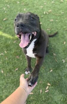 American Staffordshire Terrier and Mixed Breed Dogs Available for Adoption - Chace - 1 | PetCurious