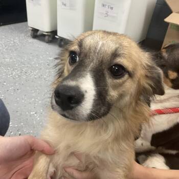 Wyck -  Mixed Breed Dog for Adoption in Saint Joseph, Missouri - Wyck | PetCurious