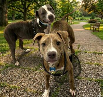 Pit Bull Terrier Dogs Available for Adoption in Roswell, Georgia - Lazlo | PetCurious