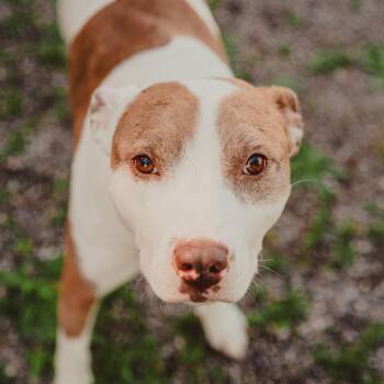 Pit Bull Terrier Dogs Available for Adoption in Krum, Texas - Azul | PetCurious