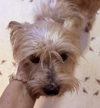 Reese -  Yorkshire Terrier and Miniature Schnauzer Dog for Adoption in Ooltewah, Tennessee - Reese | PetCurious
