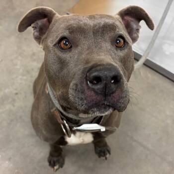 Pit Bull Terrier Dogs Available for Adoption - Princessa | PetCurious