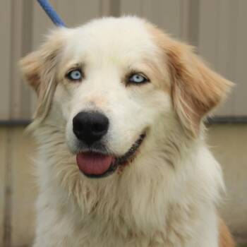 Australian Shepherd and Great Pyrenees Dogs Available for Adoption in Eaton, Ohio - Sophie | PetCurious