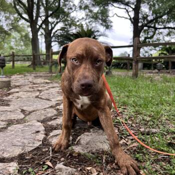 Pit Bull Terrier Dogs Available for Adoption in Winnie, Texas - Duke | PetCurious