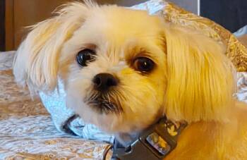 Maltese Dogs Available for Adoption - FIONA | PetCurious